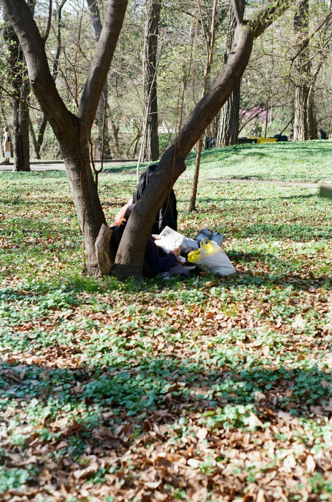 person reading book in park